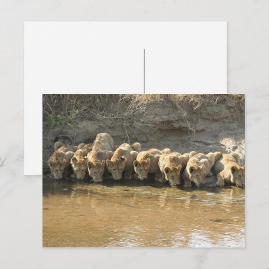 Big Cats Briefkaart (Voorkant / Achterkant)