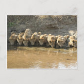 Big Cats Briefkaart (Voorkant)