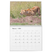 Big Cats Calendar 2023 Kalender (Feb 2026)