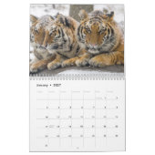 Big Cats Kalender (Jan 2027)