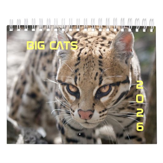 Big Cats Kalender 2025 (Hoes)