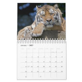 Big Cats Kalender 2025 (Jan 2027)