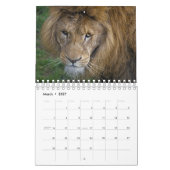 Big Cats Kalender 2025 (Mar 2027)