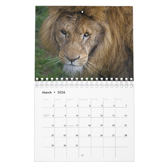 Big Cats Kalender 2025 (Mar 2026)