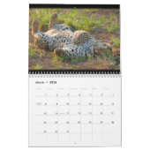 Big Cats of South Africa Calendar Kalender (Mar 2026)