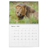 Big Cats of South Africa Calendar Kalender (Feb 2026)