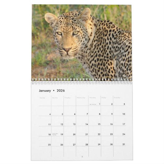 Big Cats of South Africa Calendar Kalender (Jan 2026)