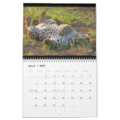 Big Cats of South Africa Calendar Kalender (Mar 2027)