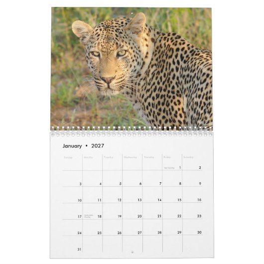 Big Cats of South Africa Calendar Kalender (Jan 2027)