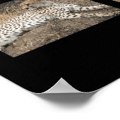 Big Cats - Serengeti, Tanzania Poster (Hoek)