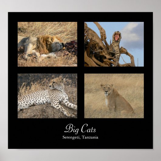Big Cats - Serengeti, Tanzania Poster (Voorkant)