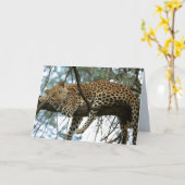 Big Cats Set - 7 Kaart (Gele Bloem)