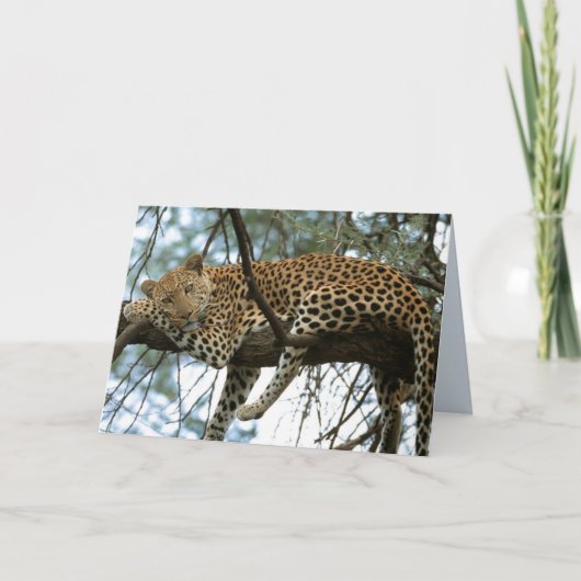 Big Cats Set - 7 Kaart (Voorkant)