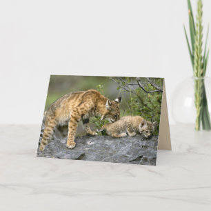 Big Cats Set - 9 Kaart