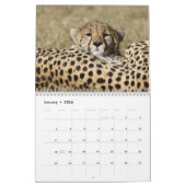Big Cats van de Masai Mara, Kenya Calendar Kalender (Jan 2026)