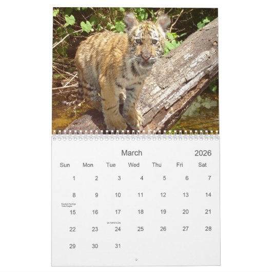 Big Cats Wildlife Kalender 2021 (Mar 2026)