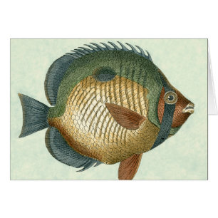 Big Colorful Fish