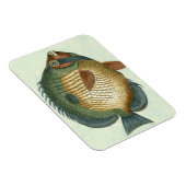 Big Colorful Fish Magneet (Rechterzijde)