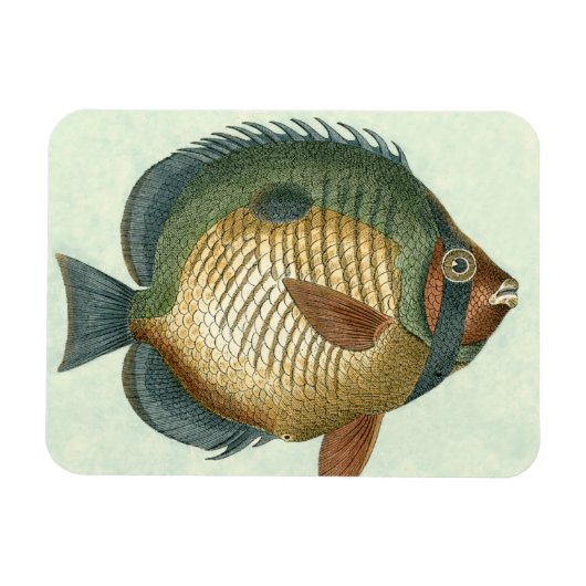 Big Colorful Fish Magneet (Horizontaal)