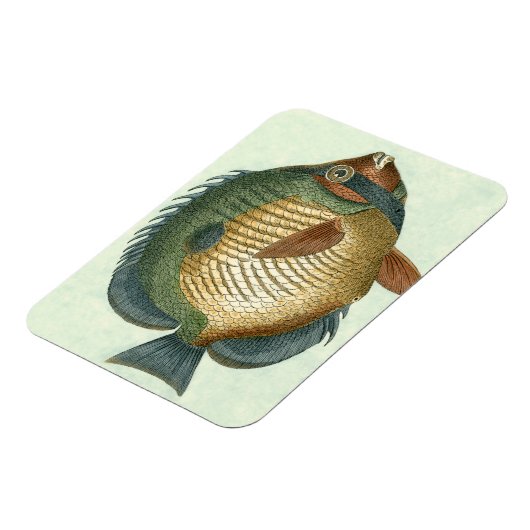 Big Colorful Fish Magneet (Linkerzijde)