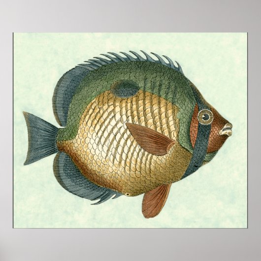 Big Colorful Fish Poster (Voorkant)
