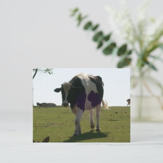 Big Cow Briefkaart (Staand voorkant)