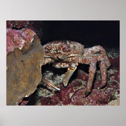 Big Crab Poster (Voorkant)