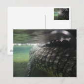 Big Crocodile Briefkaart (Voorkant / Achterkant)