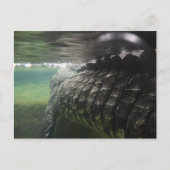 Big Crocodile Briefkaart (Voorkant)