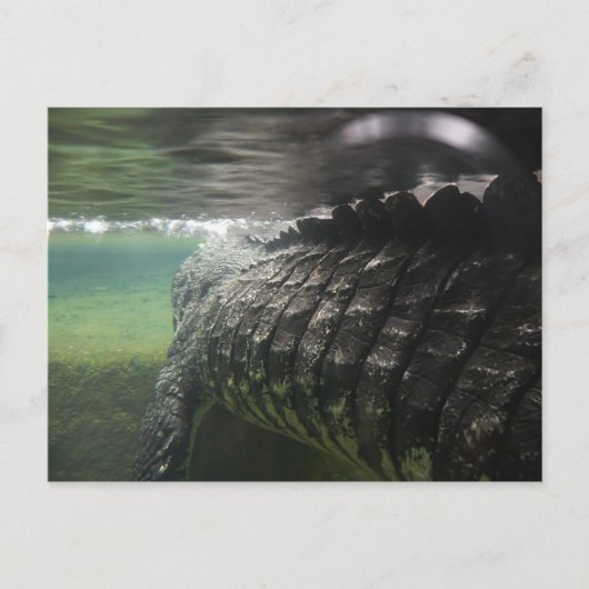 Big Crocodile Briefkaart (Voorkant)