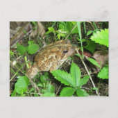 Big Dad Toad Briefkaart (Voorkant)