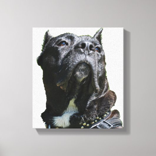 Big Dog Canvas (Voorkant)