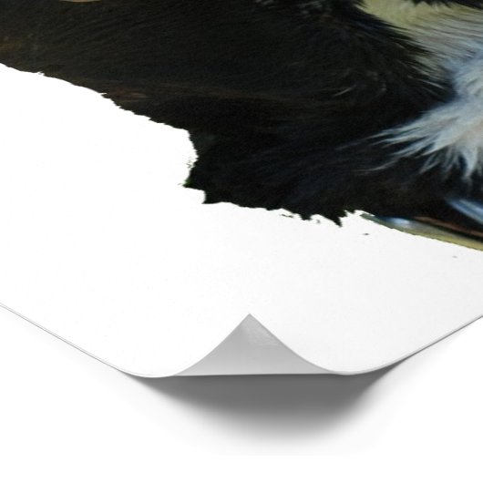 Big Dog Poster (Hoek)