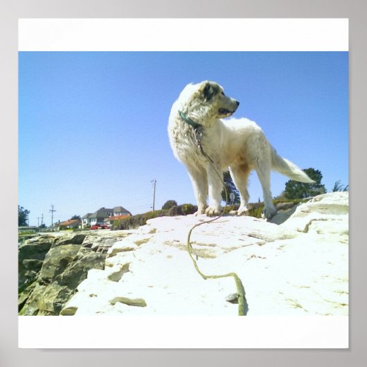 Big Dog Poster (Voorkant)