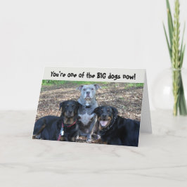 Big Dogs Now Afstuderen Kaart
