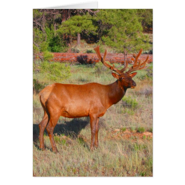 big elk (Voorkant)