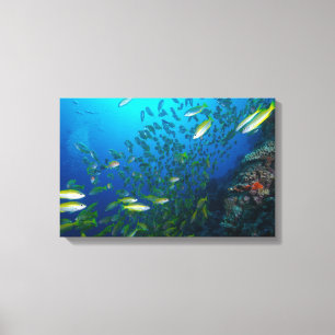 Big Eye Snapper op het Great Barrier Reef Canvas Afdruk