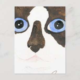 Big Eyed Snowshoe cat Briefkaart