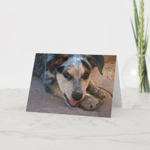 Big Eyes Blue Heeler Puppy - Hondenliefhebber Excu Kaart