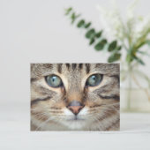 Big Eyes Tabby Cat Kitten Briefkaart (Staand voorkant)