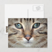 Big Eyes Tabby Cat Kitten Briefkaart (Voorkant / Achterkant)