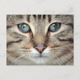 Big Eyes Tabby Cat Kitten Briefkaart