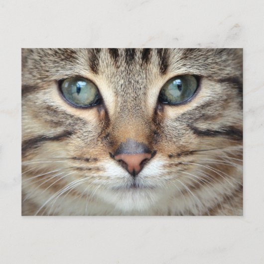 Big Eyes Tabby Cat Kitten Briefkaart (Voorkant)