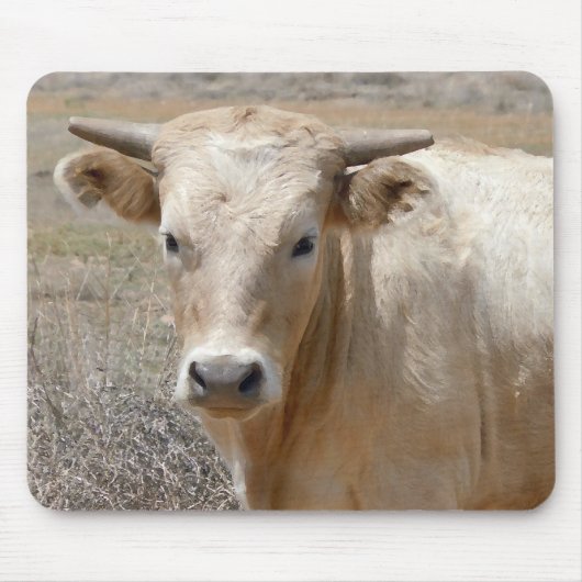 Big Eyes White Charolais Cattle - Western Muismat (Voorkant)