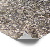 Big Eyes White Charolais Cattle - Western Poster (Hoek)