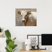 Big Eyes White Charolais Cattle - Western Poster (Thuiskantoor)