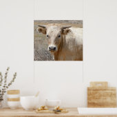 Big Eyes White Charolais Cattle - Western Poster (Keuken)