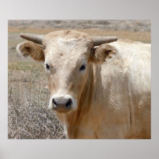 Big Eyes White Charolais Cattle - Western Poster (Voorkant)