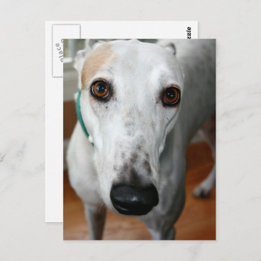 Big Face Greyhound Briefkaart (Voorkant / Achterkant)