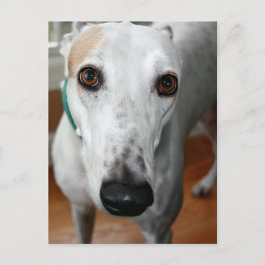 Big Face Greyhound Briefkaart (Voorkant)